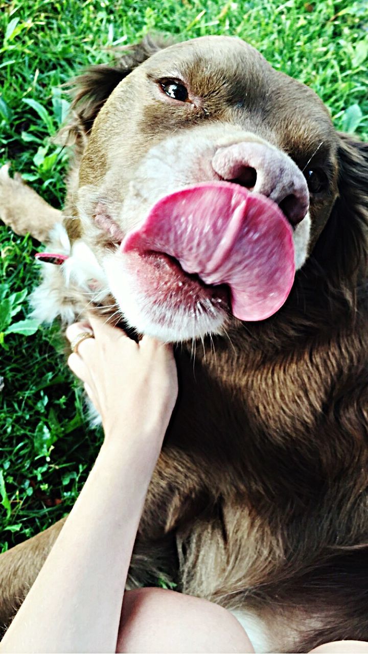 CLOSE-UP OF DOG WITH HAND HOLDING MOUTH