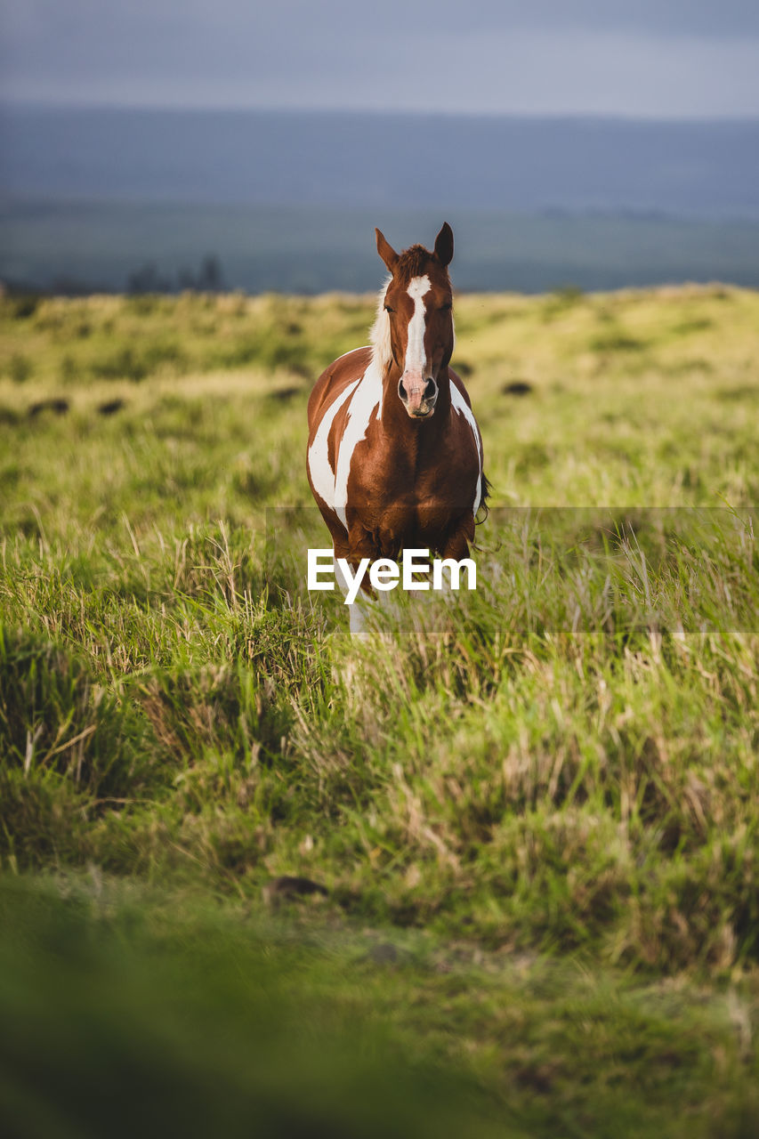 Horse standing proud in a meadow