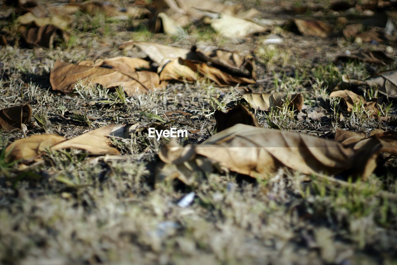 Close-up of leaves on field