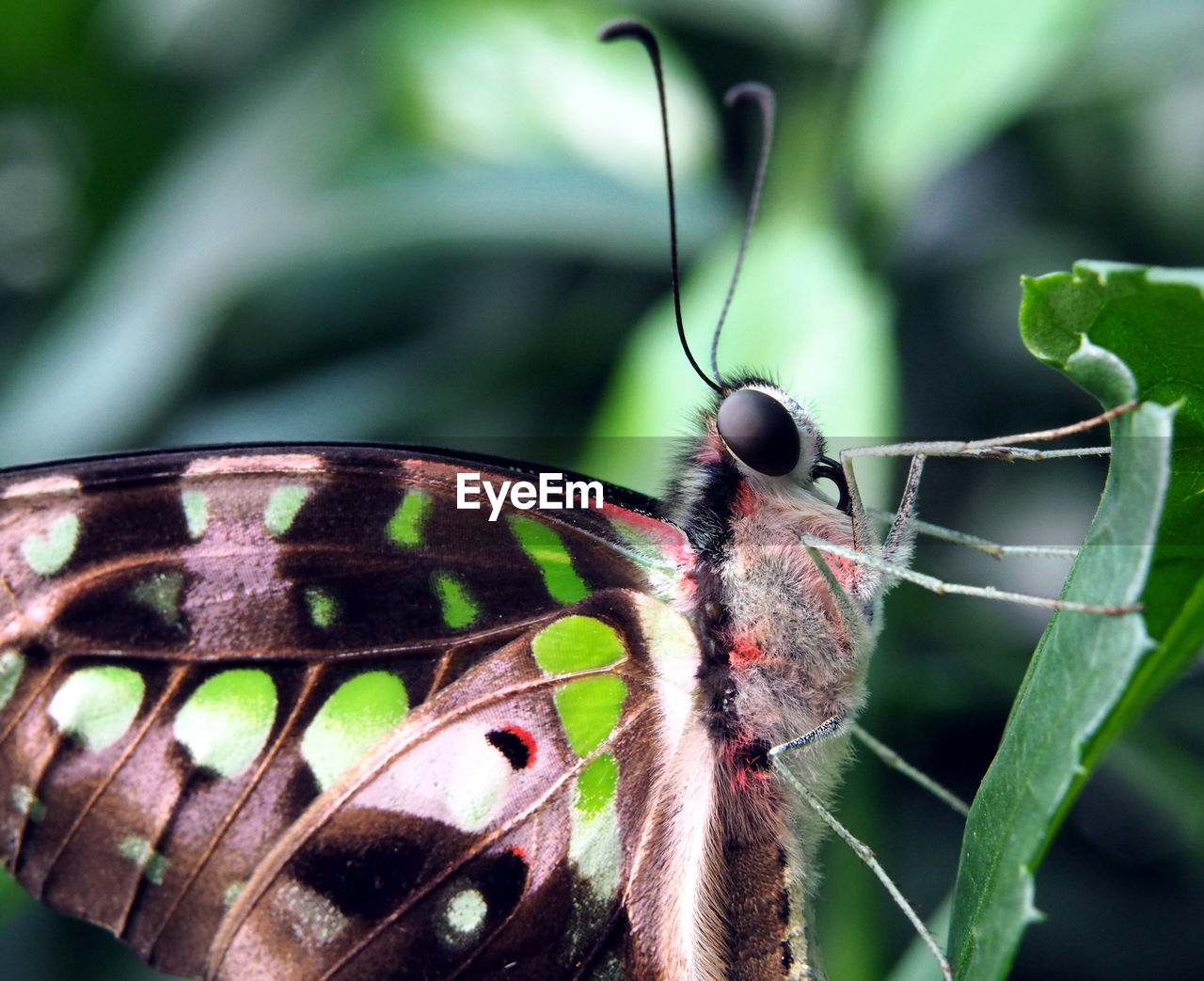 Close-up of butterfly on plant