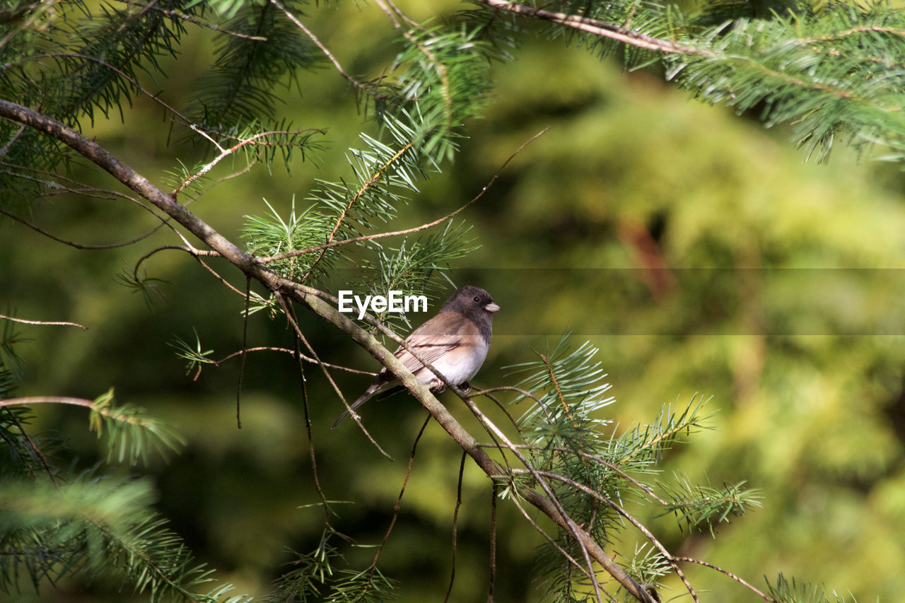 CLOSE-UP OF BIRD PERCHING ON TREE