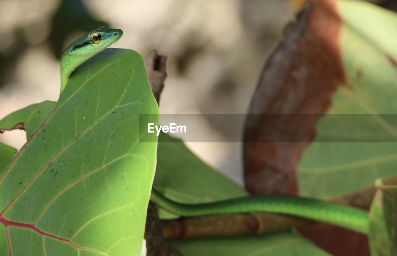 plant part, leaf, green, animal themes, animal, animal wildlife, one animal, nature, wildlife, plant, reptile, close-up, no people, lizard, macro photography, tree frog, outdoors, focus on foreground, environment, day, tree, gecko, animal body part, branch, anole
