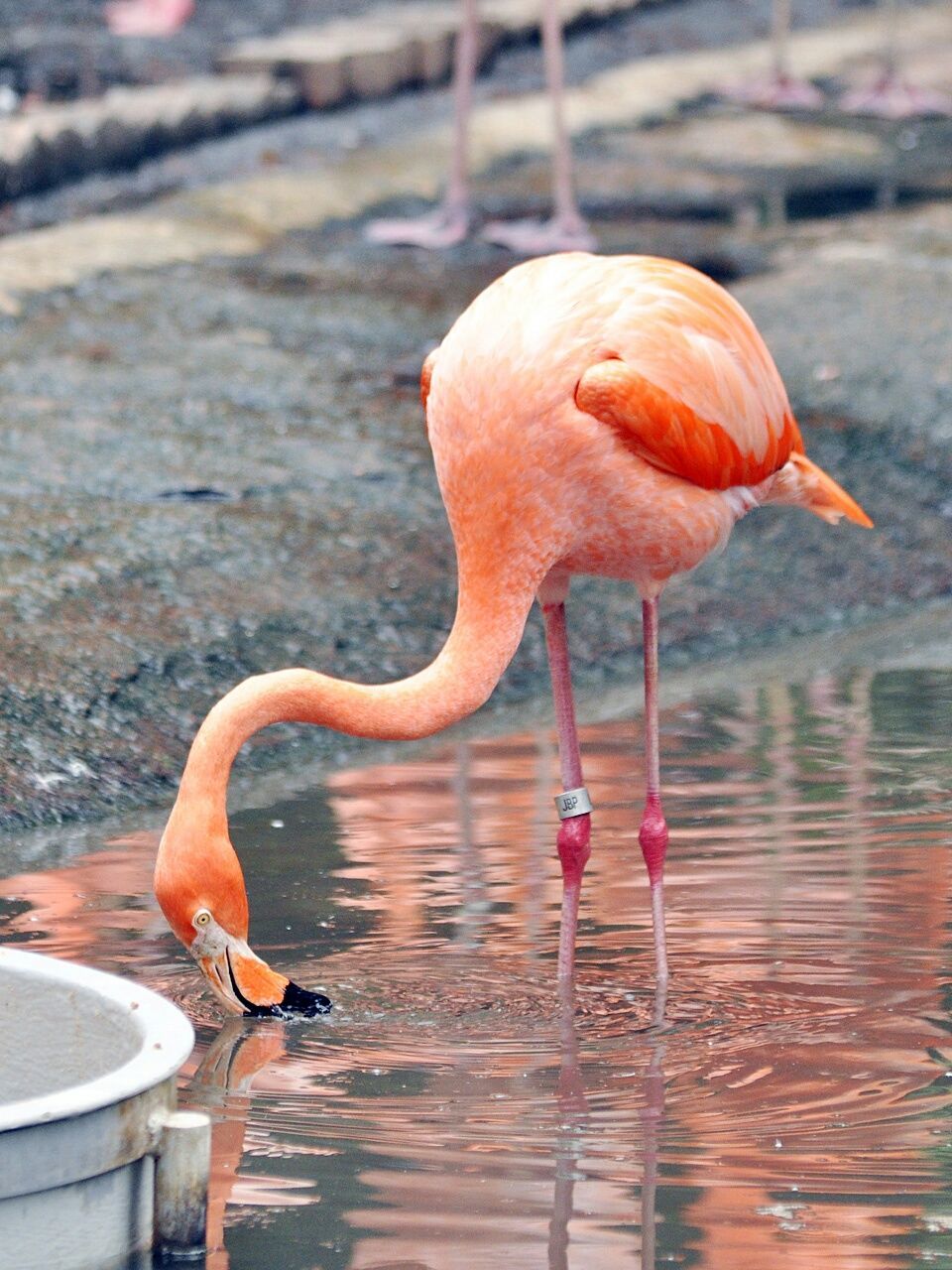 Flamingo drinking water in lake