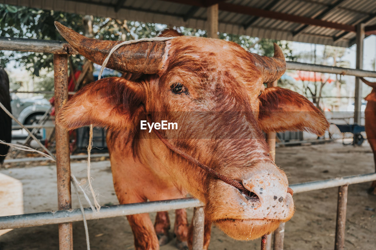 Close-up of red buffalo