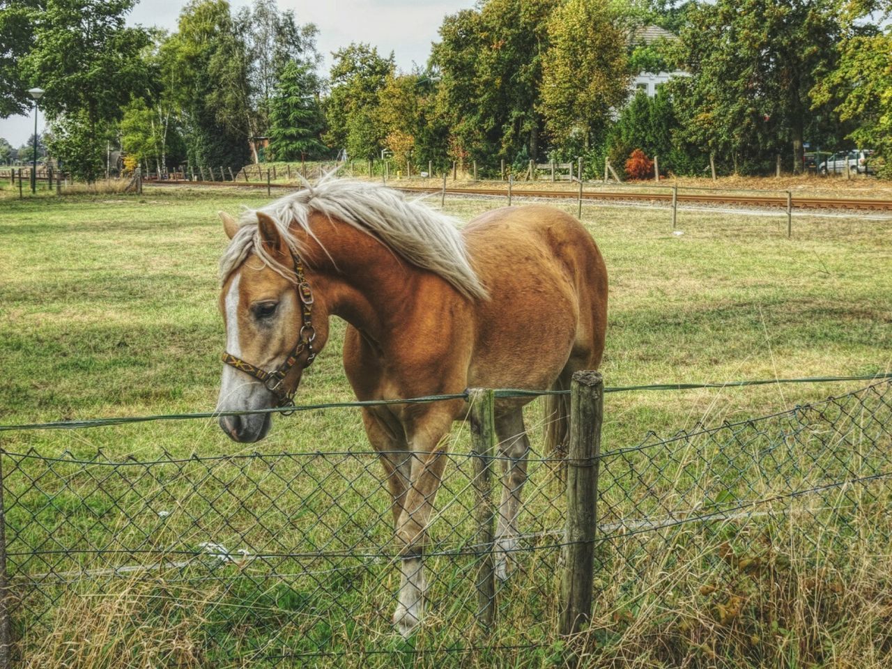 HORSE STANDING ON FIELD BY TREES