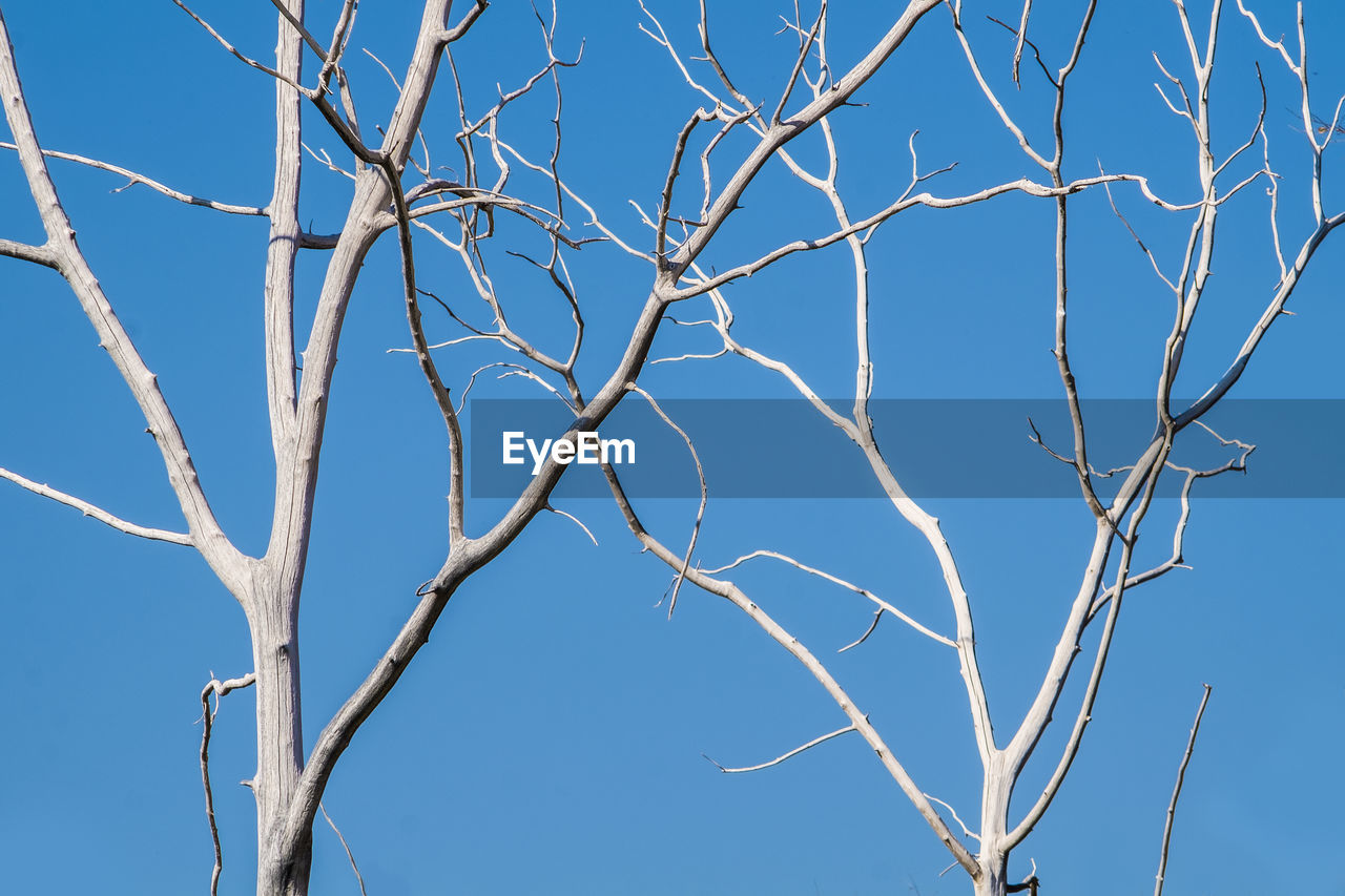 LOW ANGLE VIEW OF BARE TREE AGAINST SKY