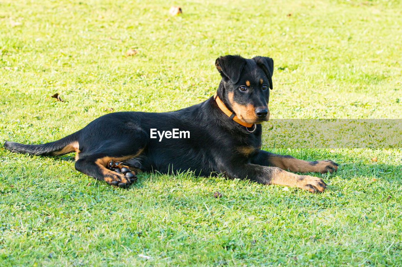 BLACK DOG LYING ON LAND