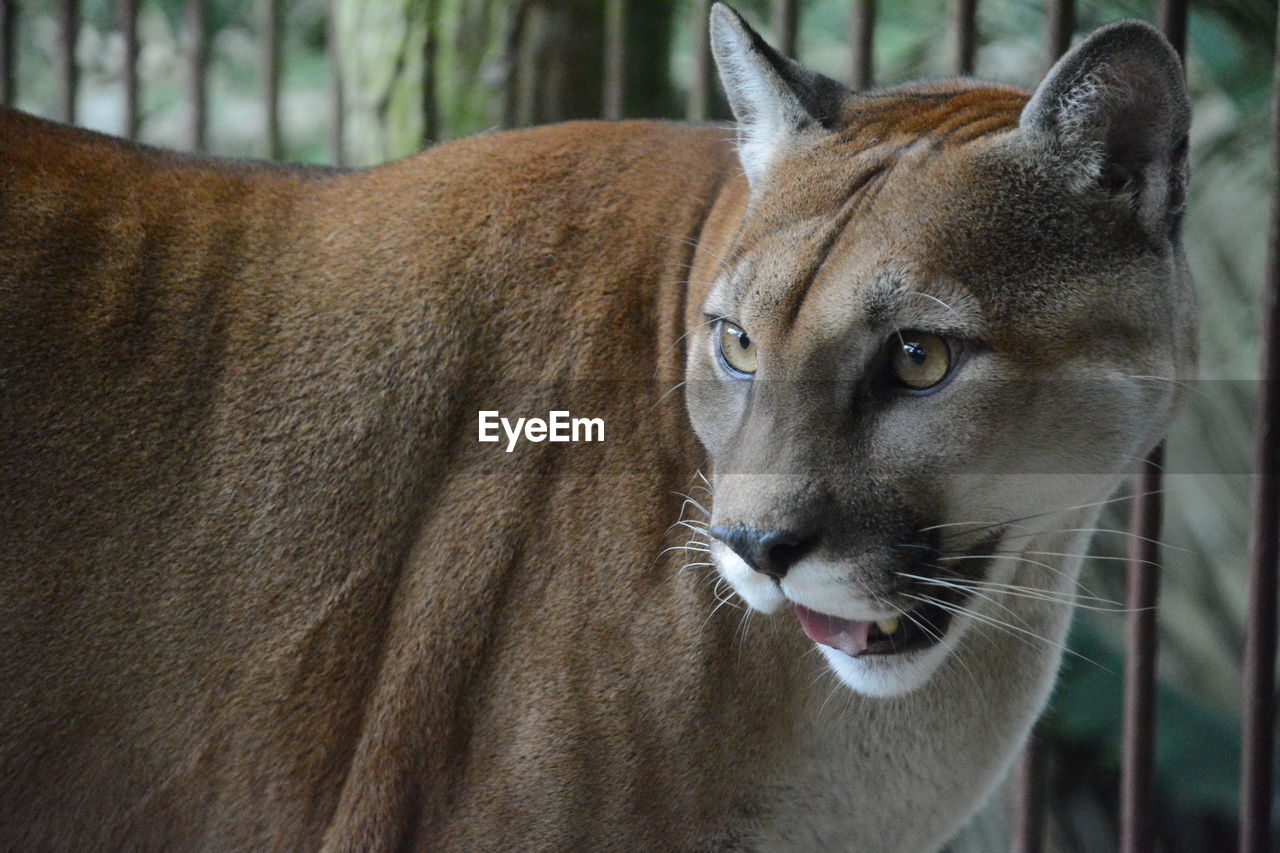 Close-up of mountain lion in cage