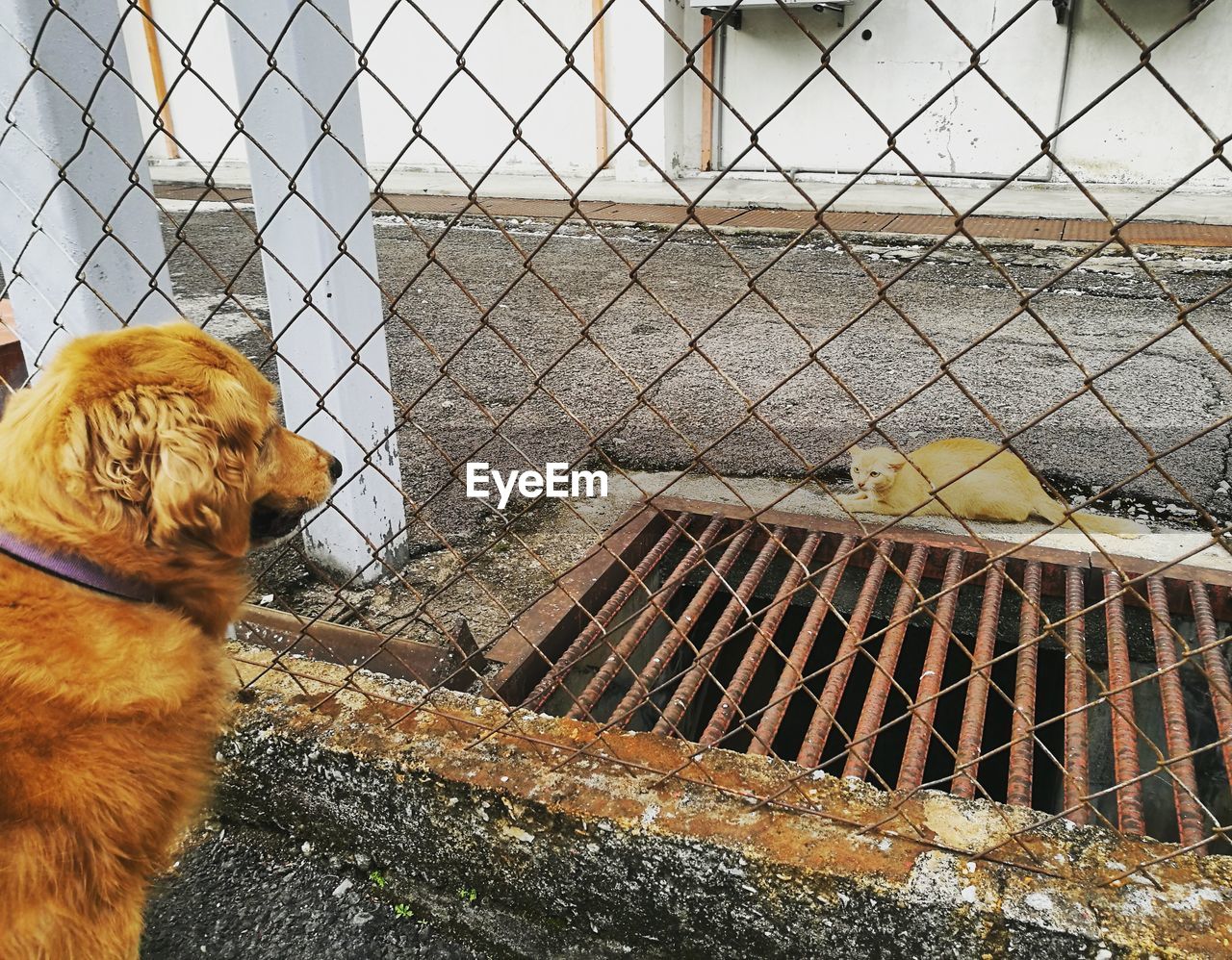 Side view of a dog looking away