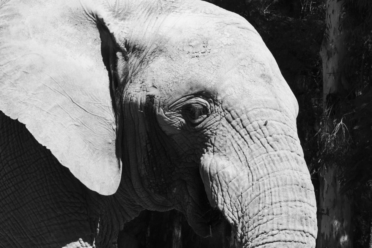 CLOSE-UP OF ELEPHANT AT PARK