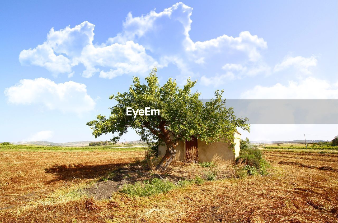 Tree on field against sky