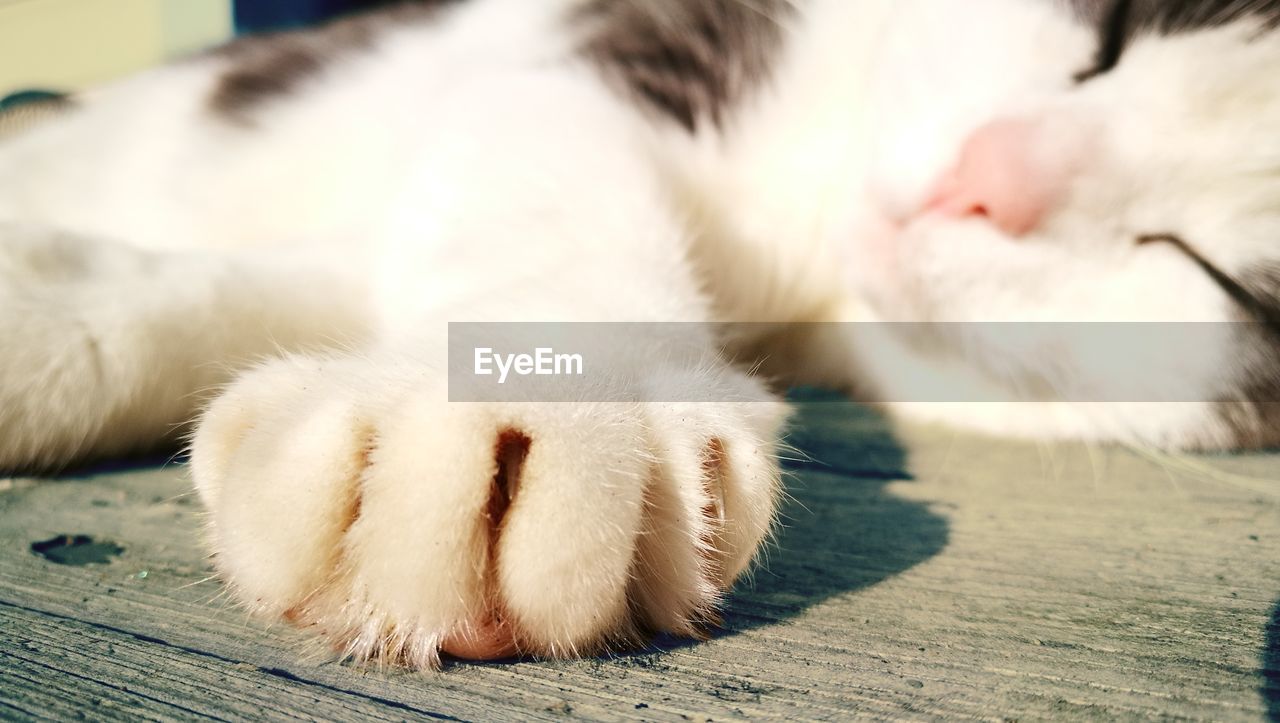 CLOSE-UP OF CAT SLEEPING ON FLOOR