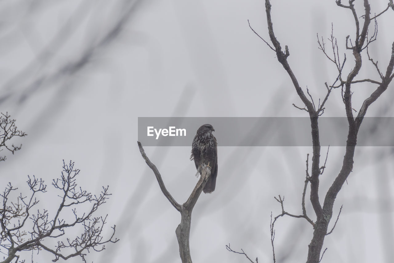 Low angle view of bird perching on branch