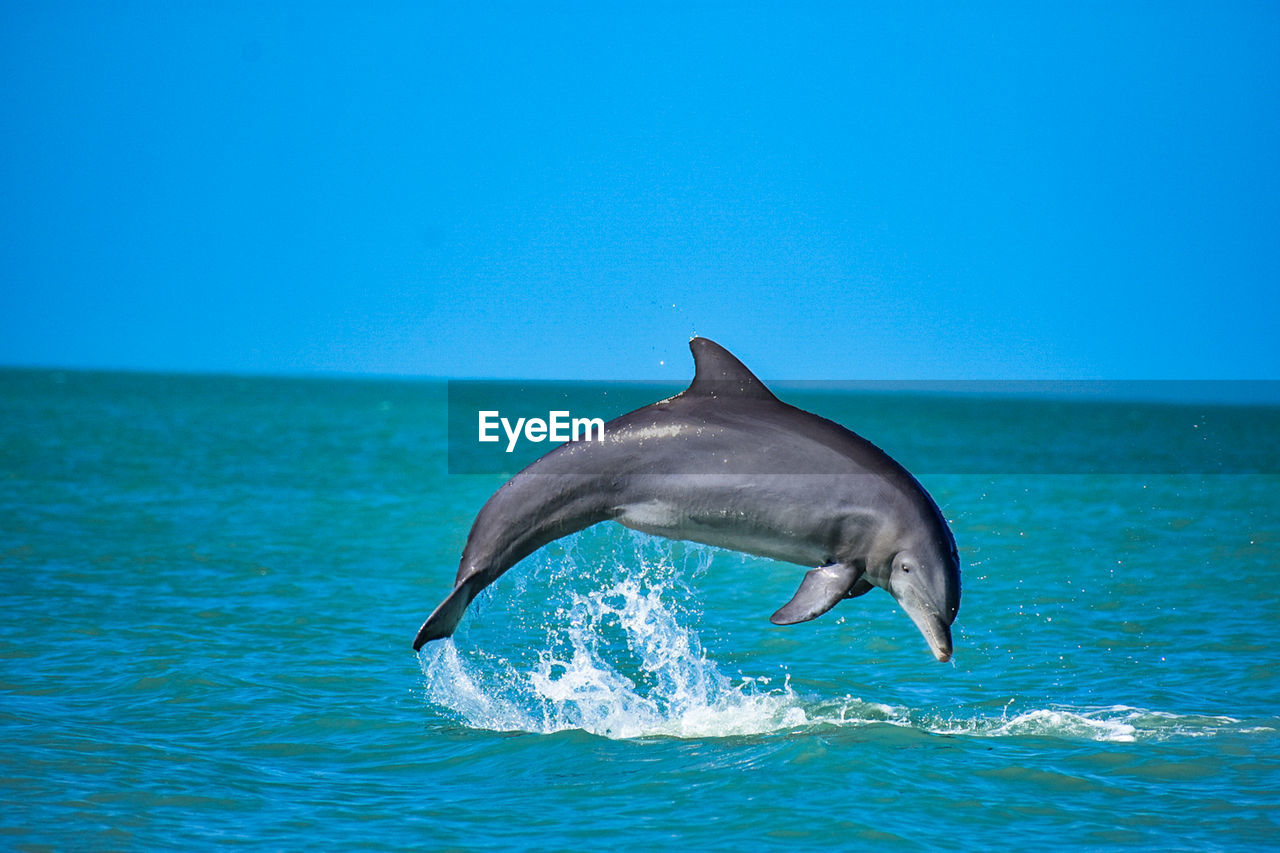 View of a dolphin in the sea