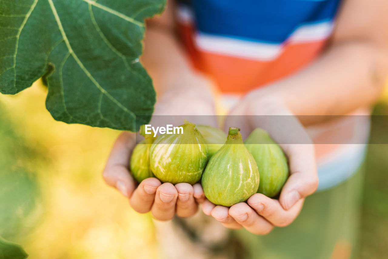 CLOSE-UP OF HAND HOLDING FRESH GREEN FRUITS