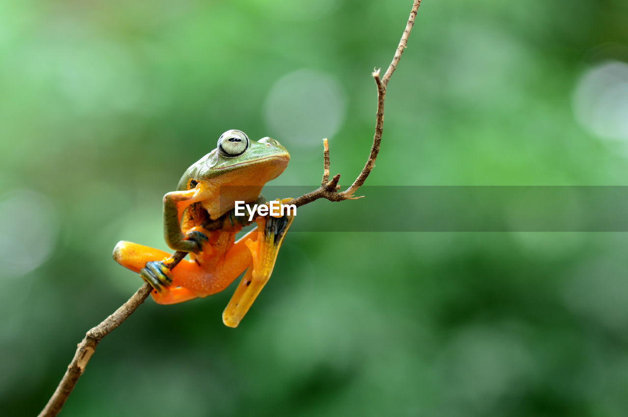 animal themes, animal, animal wildlife, one animal, wildlife, nature, macro photography, insect, focus on foreground, close-up, plant, flower, green, no people, tree, branch, outdoors, beauty in nature, day, forest, yellow, full length, leaf, environment