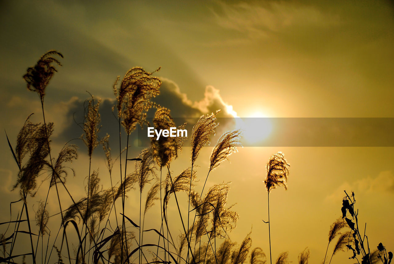 Close-up of silhouette plants against sky during sunset