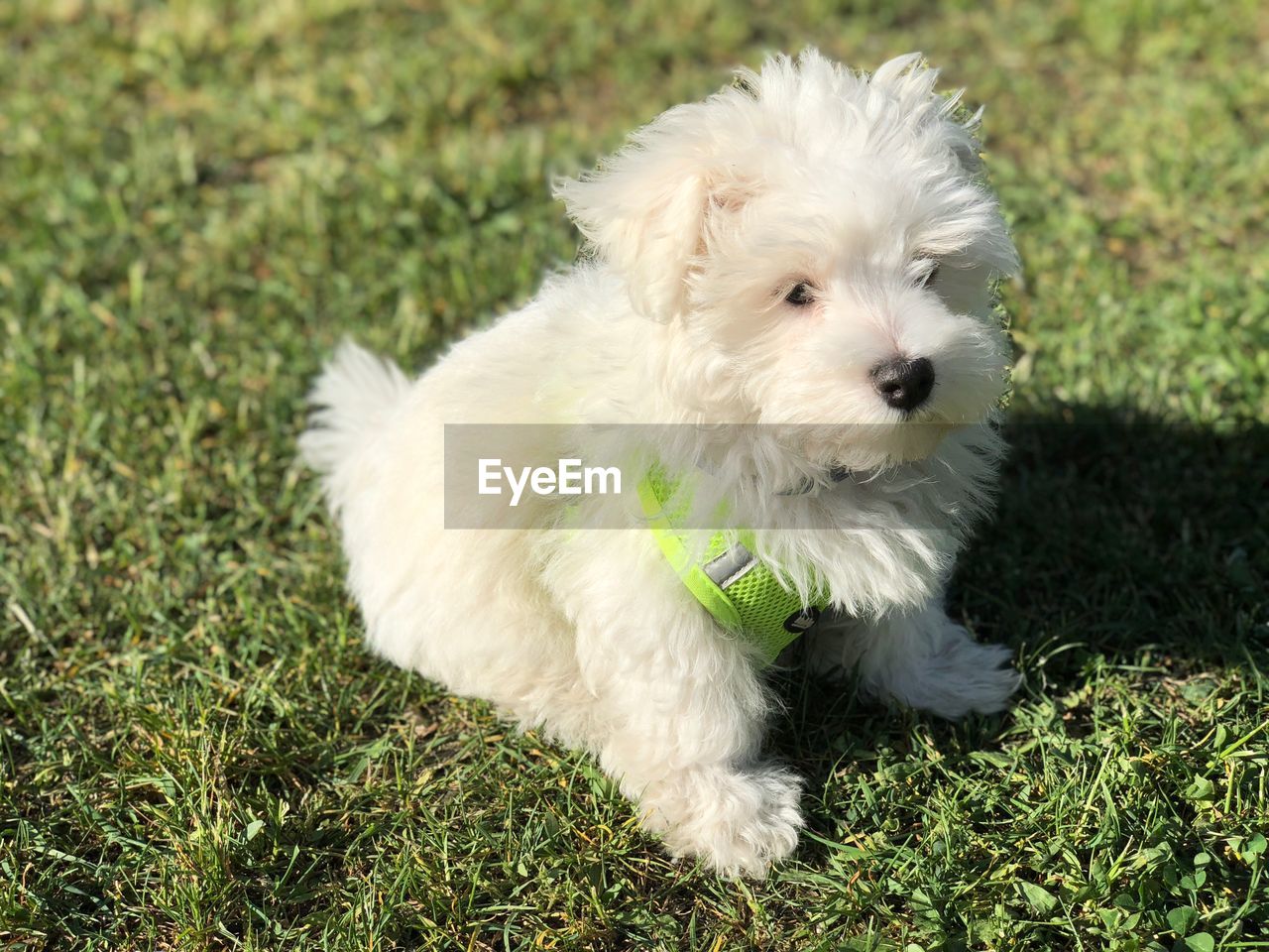 Portrait of white puppy on field