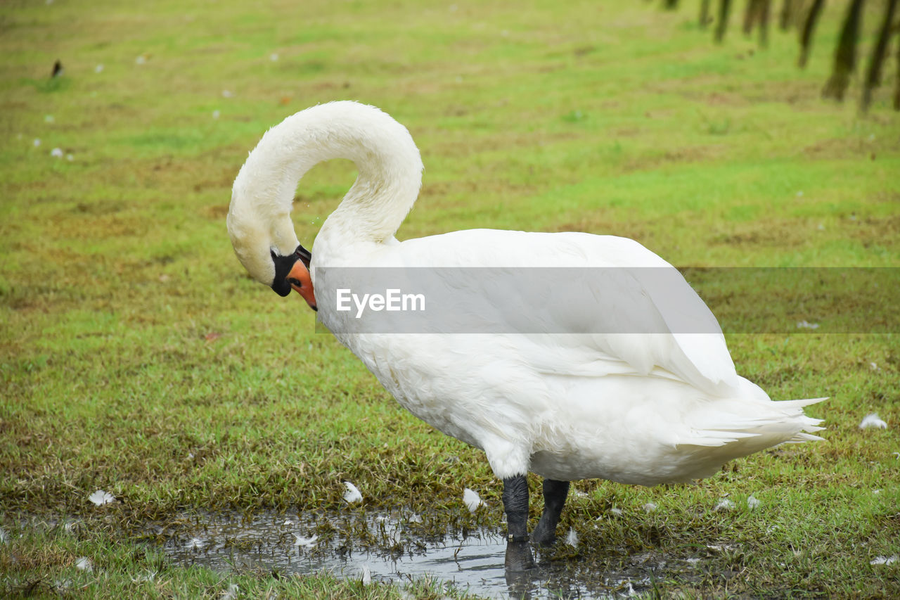 White swan on a field