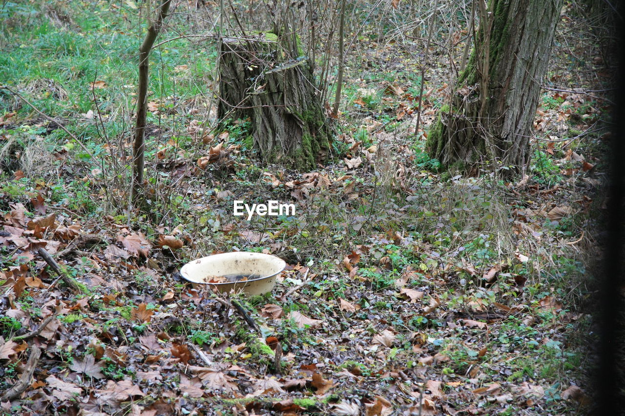 VIEW OF TREES IN FOREST