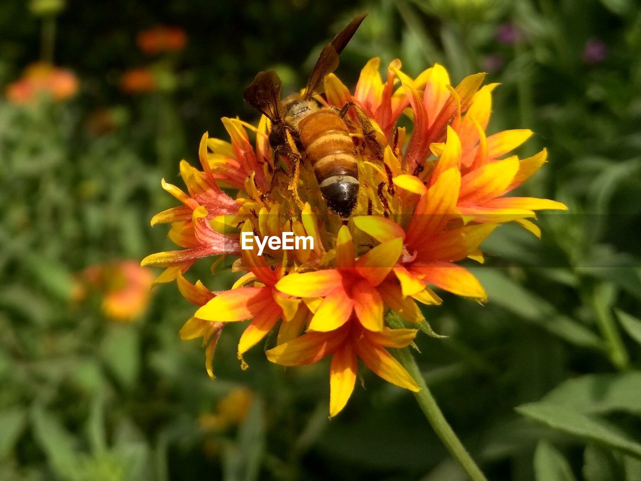 CLOSE-UP OF HONEY BEE POLLINATING ON FLOWER