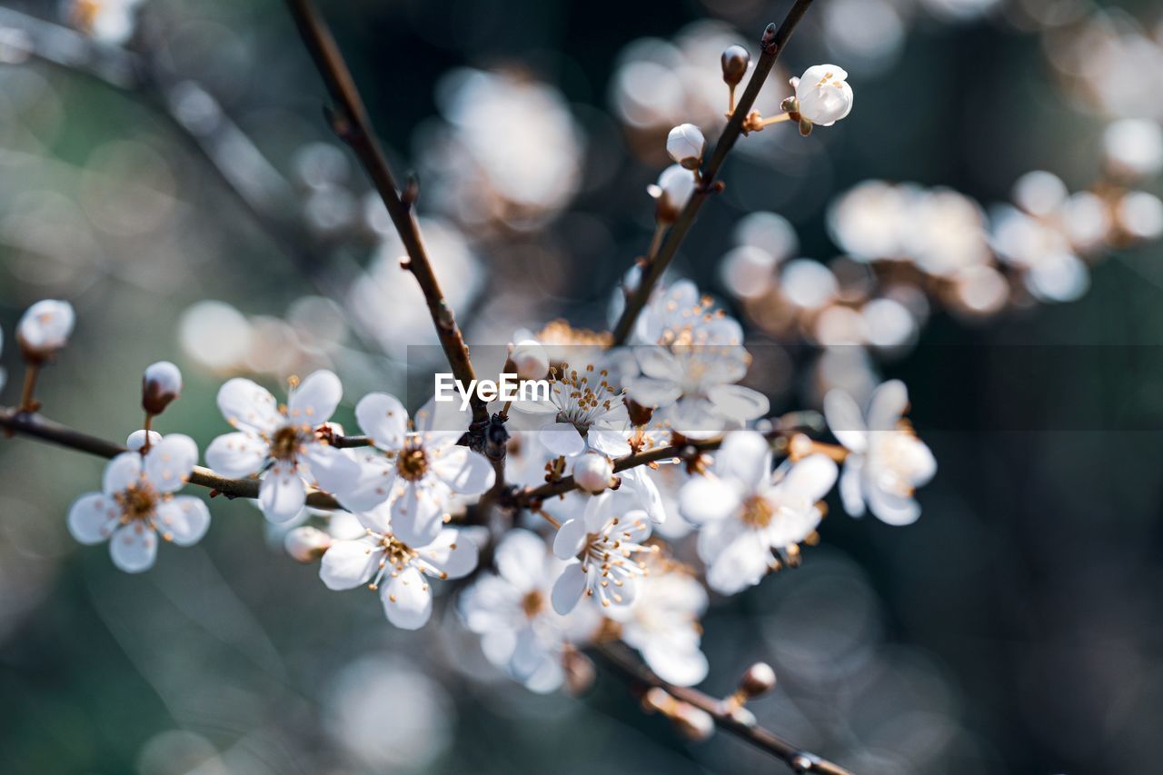 Close-up of cherry blossoms in spring