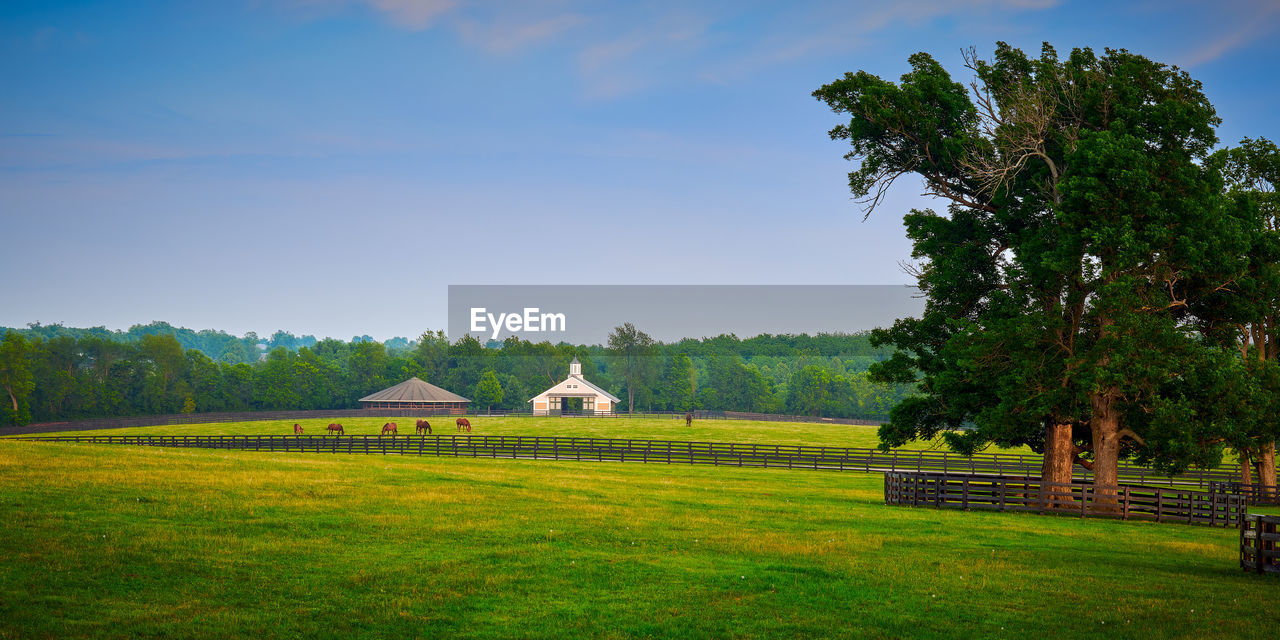 Horses grazing on a horse farm in kentucky.