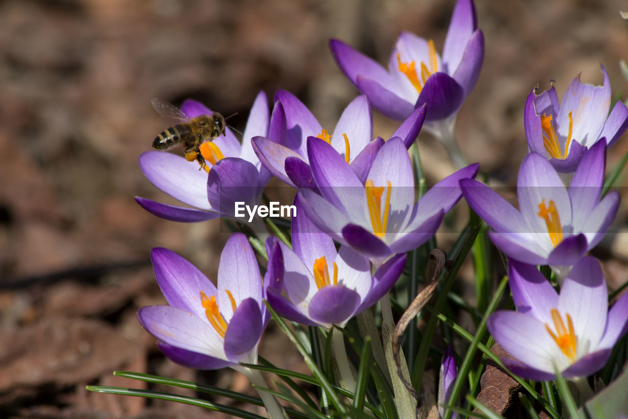 CLOSE-UP OF BEE POLLINATING ON PURPLE CROCUS FLOWERS