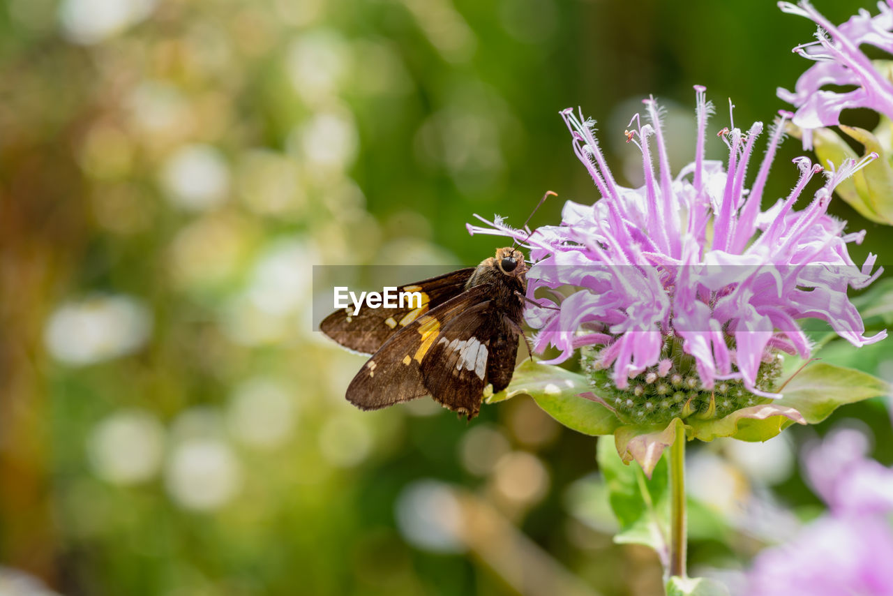 Close-up of a silver-spotted skipper butterfly sipping nectar from flower in spring