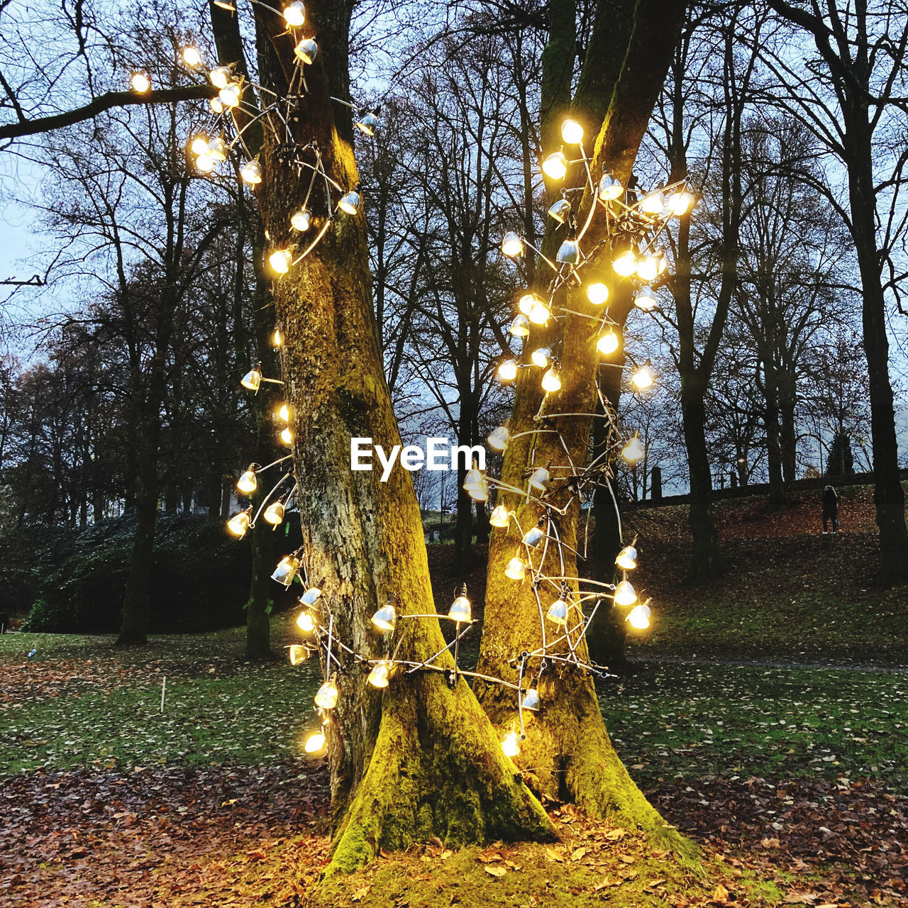 tree, plant, illuminated, nature, autumn, tree trunk, branch, no people, trunk, lighting equipment, flower, decoration, sunlight, park, christmas lights, outdoors, leaf, bare tree, christmas decoration, park - man made space, growth, tranquility, glowing, sky, christmas, celebration, light, holiday, land, low angle view