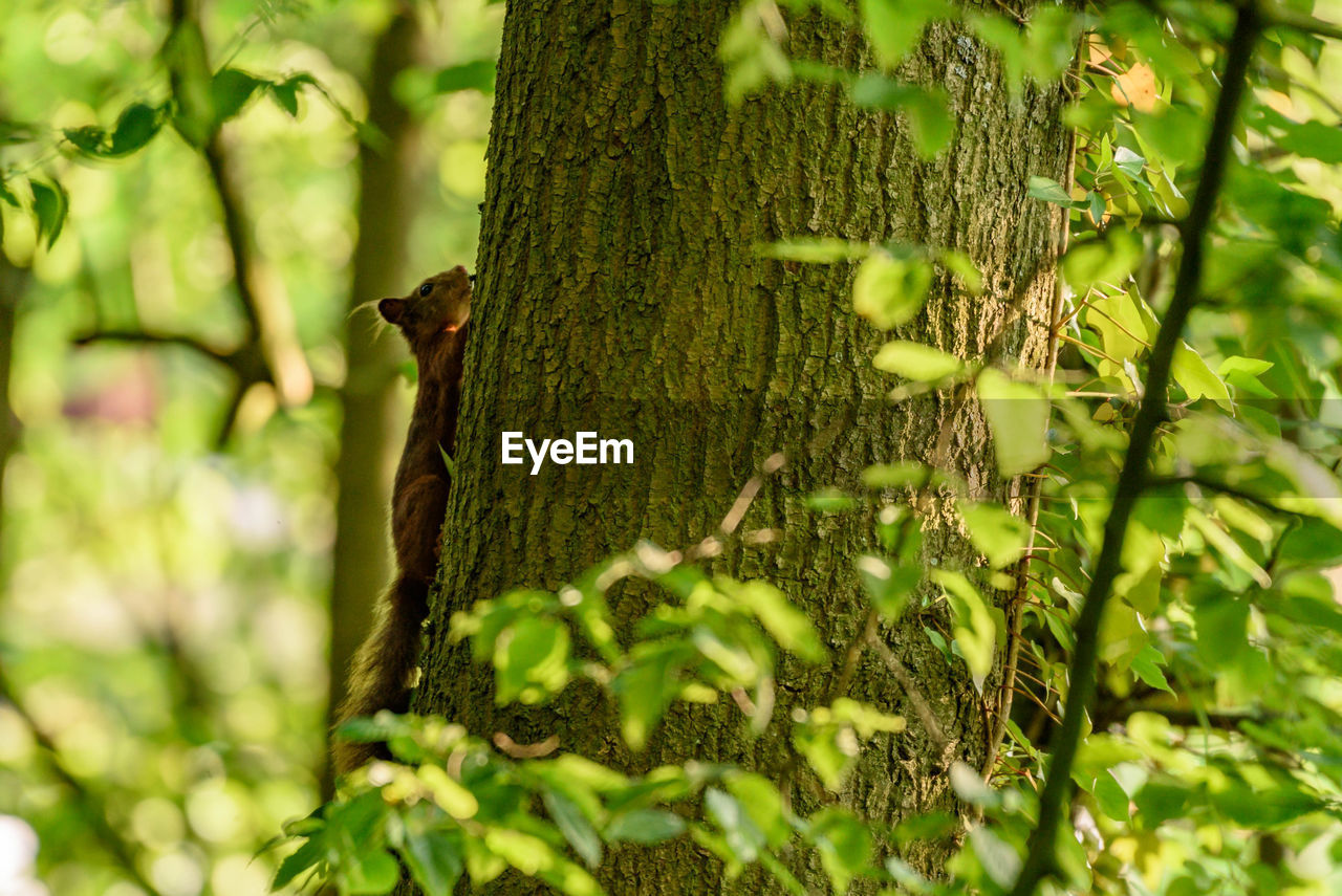 CLOSE-UP OF LICHEN ON TREE TRUNK