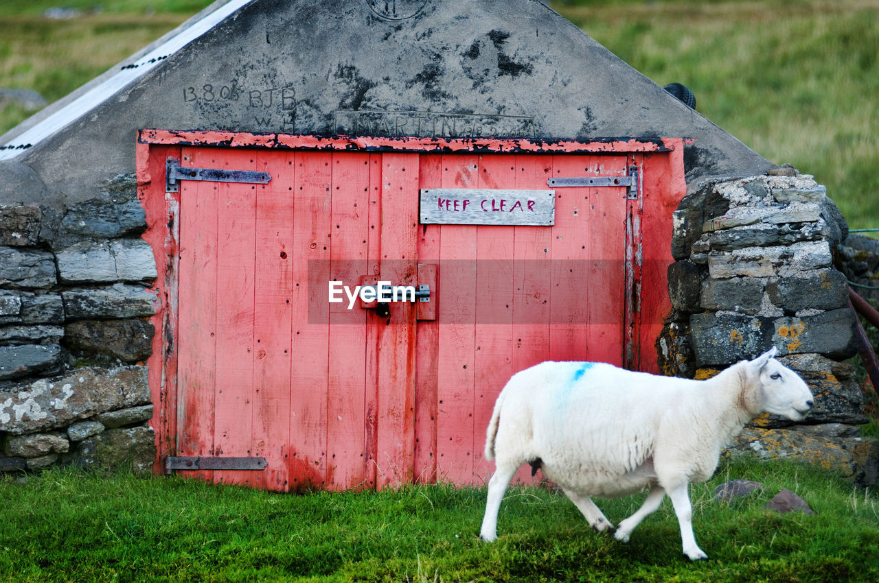 Sheep walking on grassy field by built structure