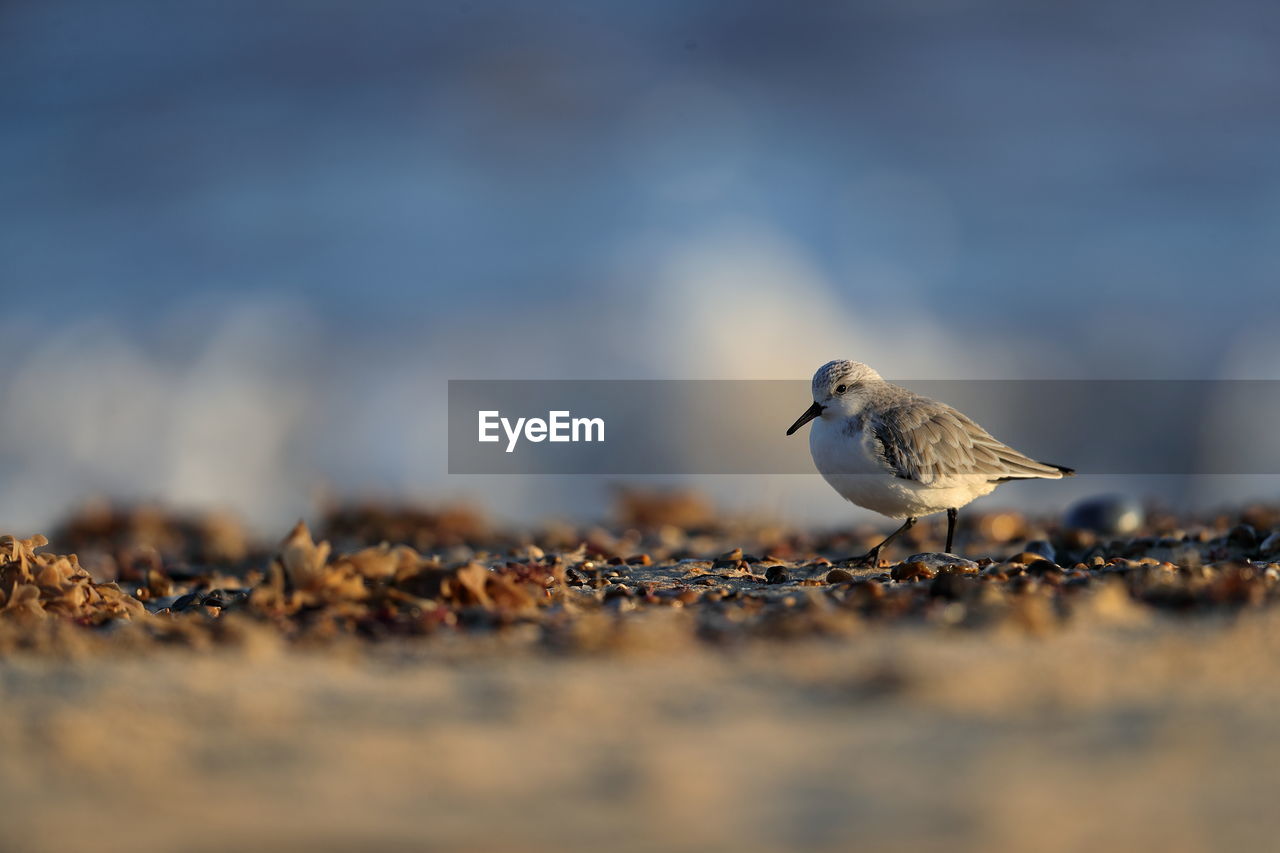 A sanderling on a beach