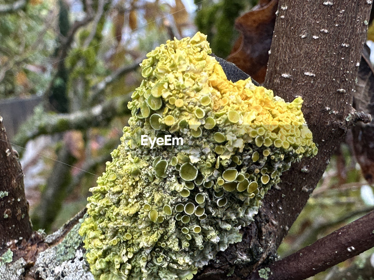 tree, plant, leaf, nature, growth, flower, branch, focus on foreground, day, close-up, no people, yellow, beauty in nature, autumn, trunk, lichen, tree trunk, green, outdoors, shrub, fungus, moss, spring, winter, produce, cold temperature