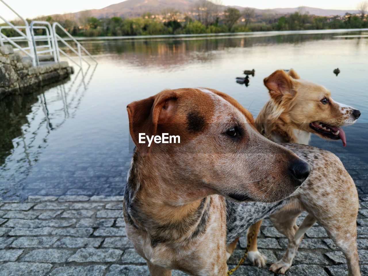 View of a dog on the lake