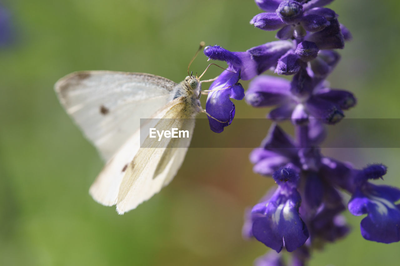 Cabbage white butterfly pieris rapae