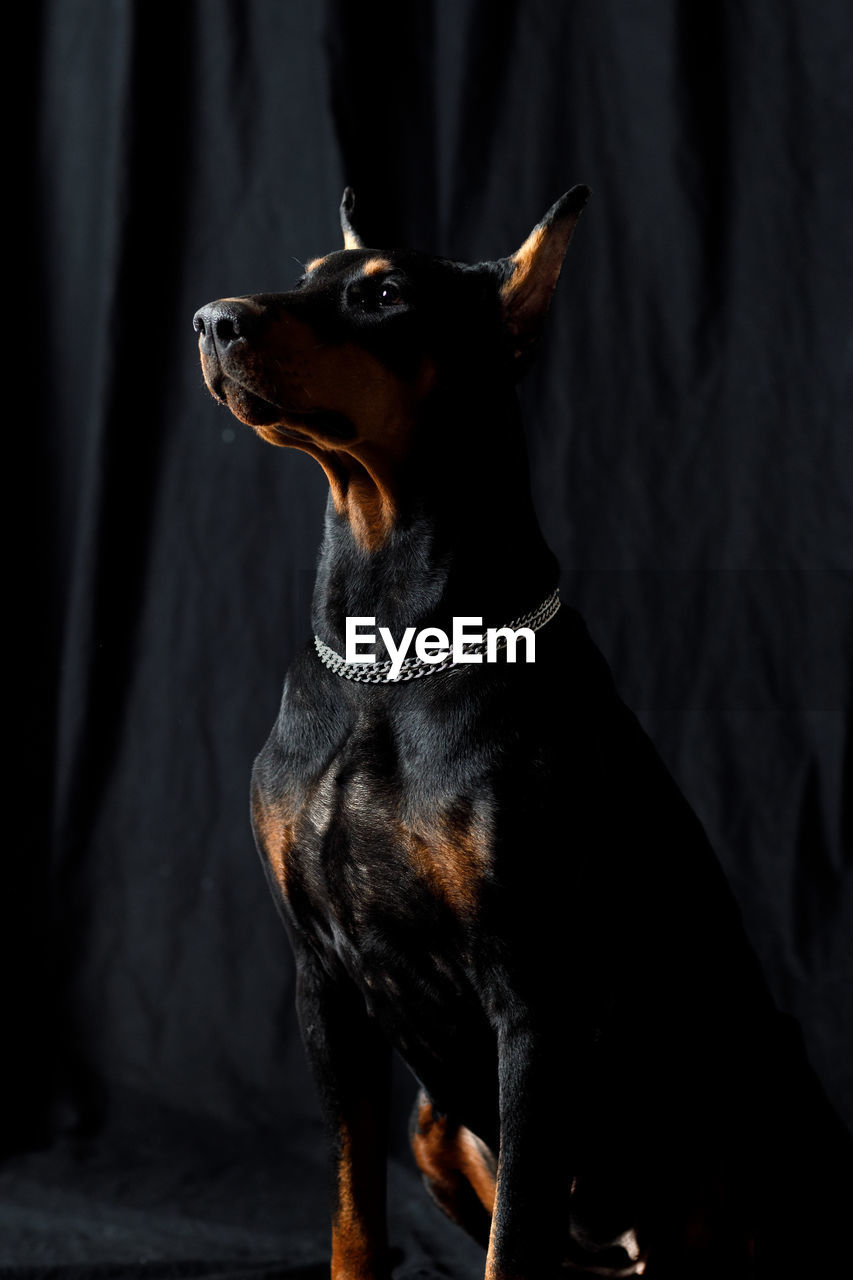 portrait of dog standing against black background