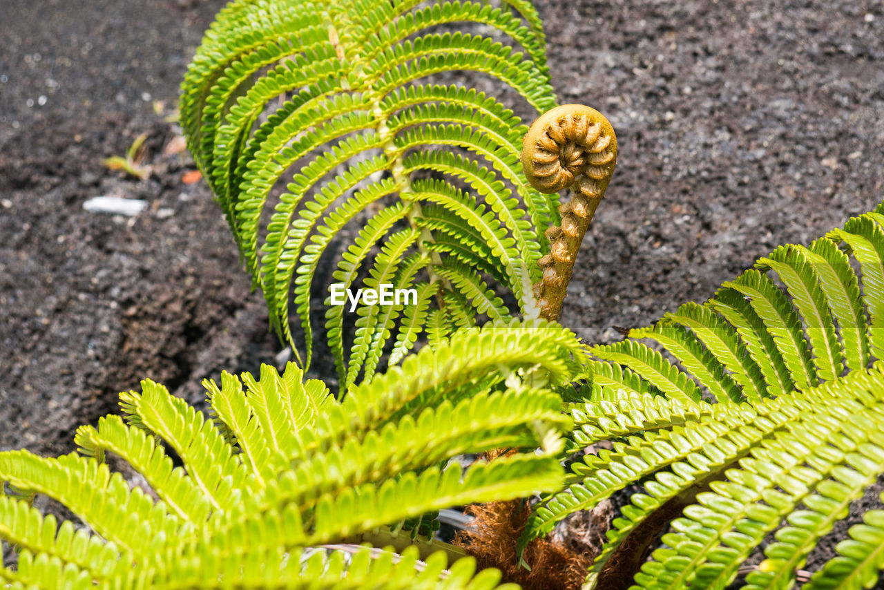 CLOSE-UP OF GREEN LEAVES