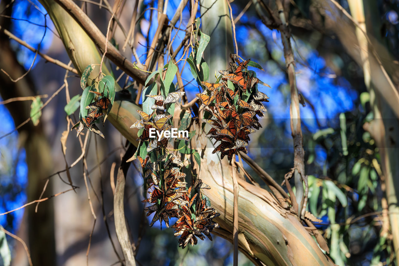 plant, tree, nature, spring, flower, branch, growth, no people, focus on foreground, food, food and drink, blue, day, close-up, outdoors, leaf, beauty in nature, autumn, hanging, healthy eating, fruit, plant part, sunlight, dry