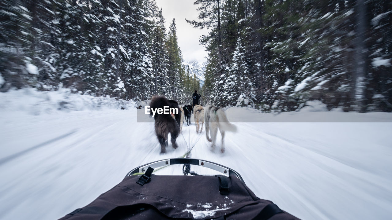 First person view from fast sled pulled by dogs in a winter forest, canmore, canada