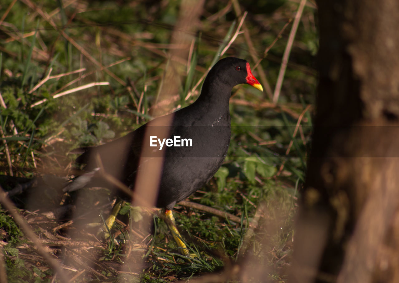 Moorhen on grassy field