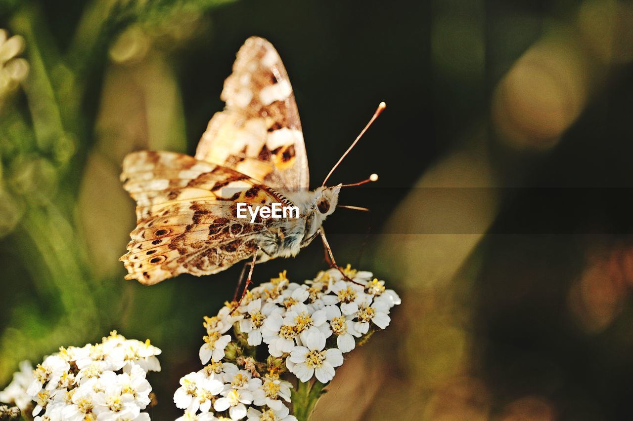 Close-up of butterfly pollinating on flower