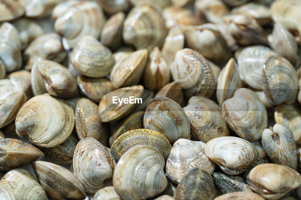 full frame shot of seashells for sale at market