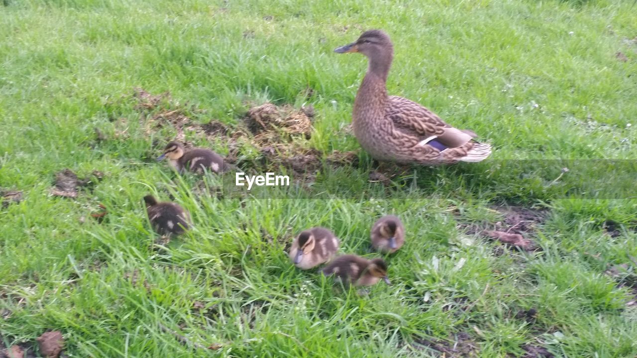 BIRD ON GRASSY FIELD