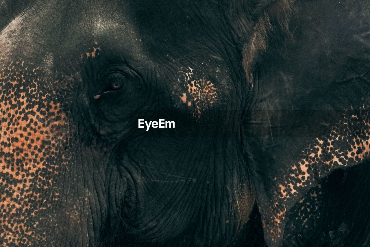 Close-up of elephant