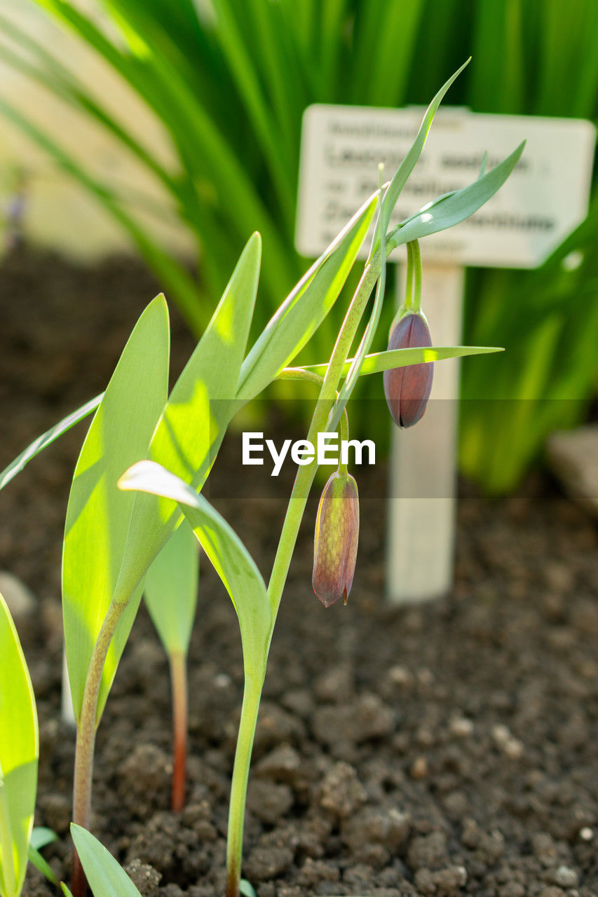 plant, growth, leaf, plant part, nature, flower, soil, green, agriculture, plant stem, dirt, seedling, no people, food, beginnings, produce, beauty in nature, outdoors, close-up, freshness, environment, food and drink, crop, land, field, grass, focus on foreground, vegetable, day, landscape, gardening, sapling, environmental conservation, botany, cultivated
