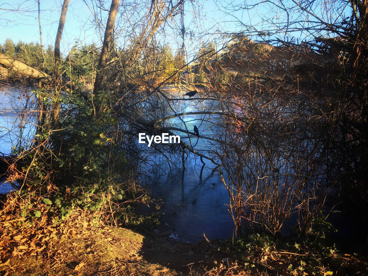 REFLECTION OF TREES ON WATER