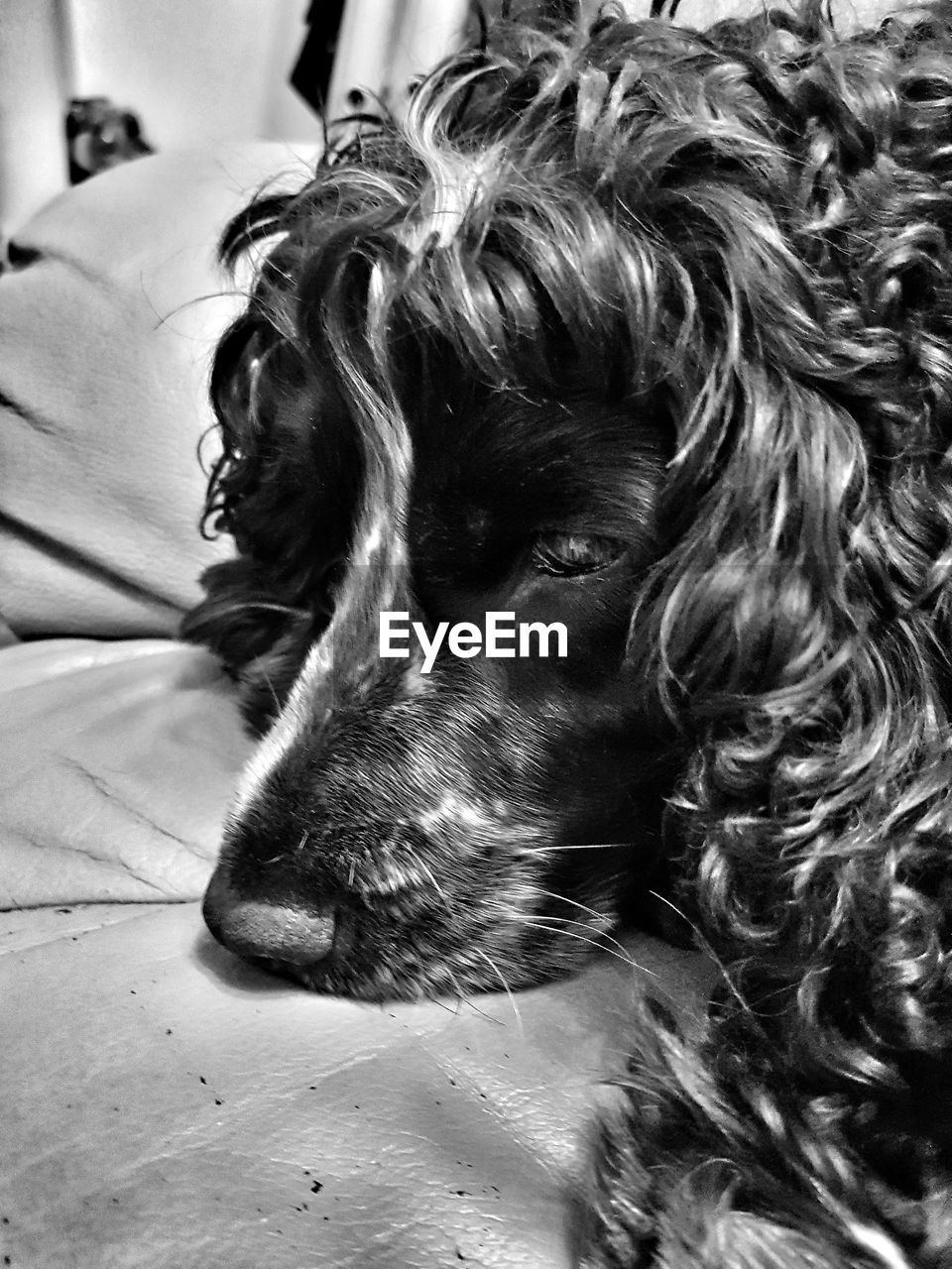 Close-up of dog relaxing on bed at home