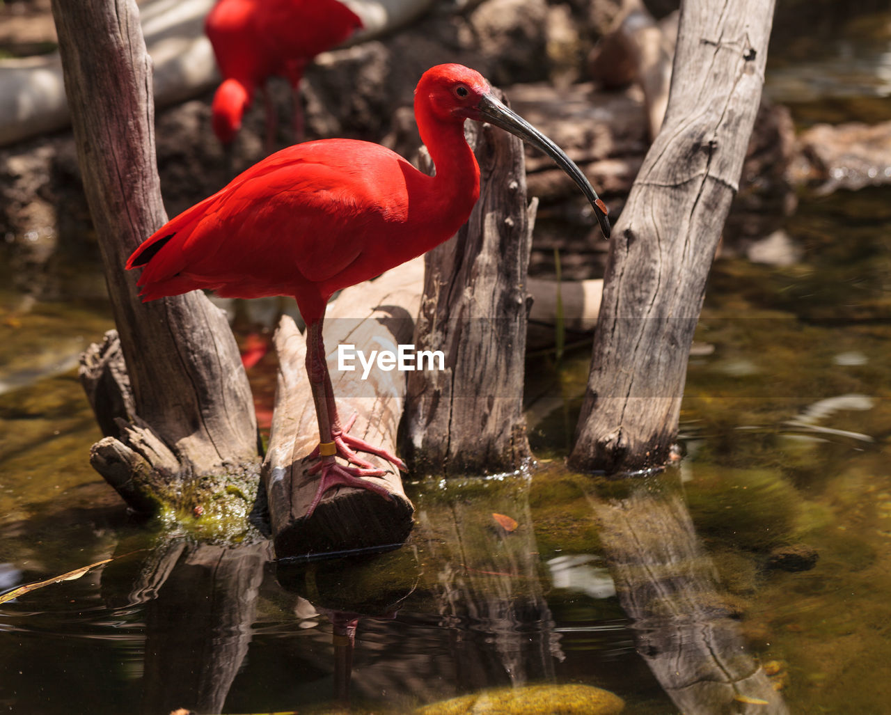 Close-up of bird perching on wood