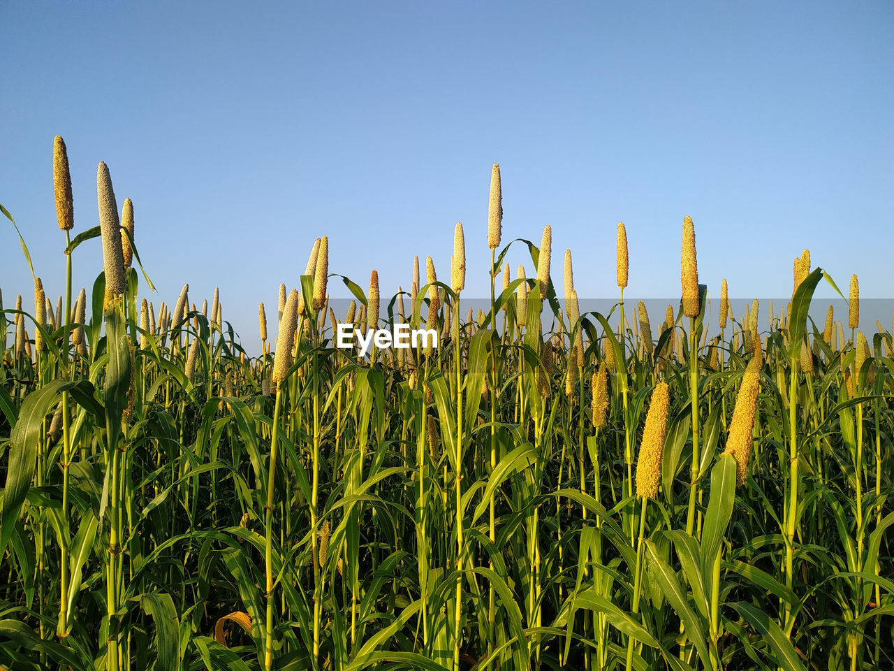 CLOSE-UP OF WHEAT FIELD AGAINST CLEAR SKY